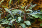 Preview: Bucephalandra 'Kedagang'